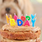 Curso de Pastelería Canina y Felina
